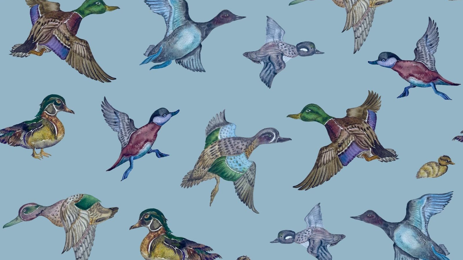 Texas Ducks Heather Blue
